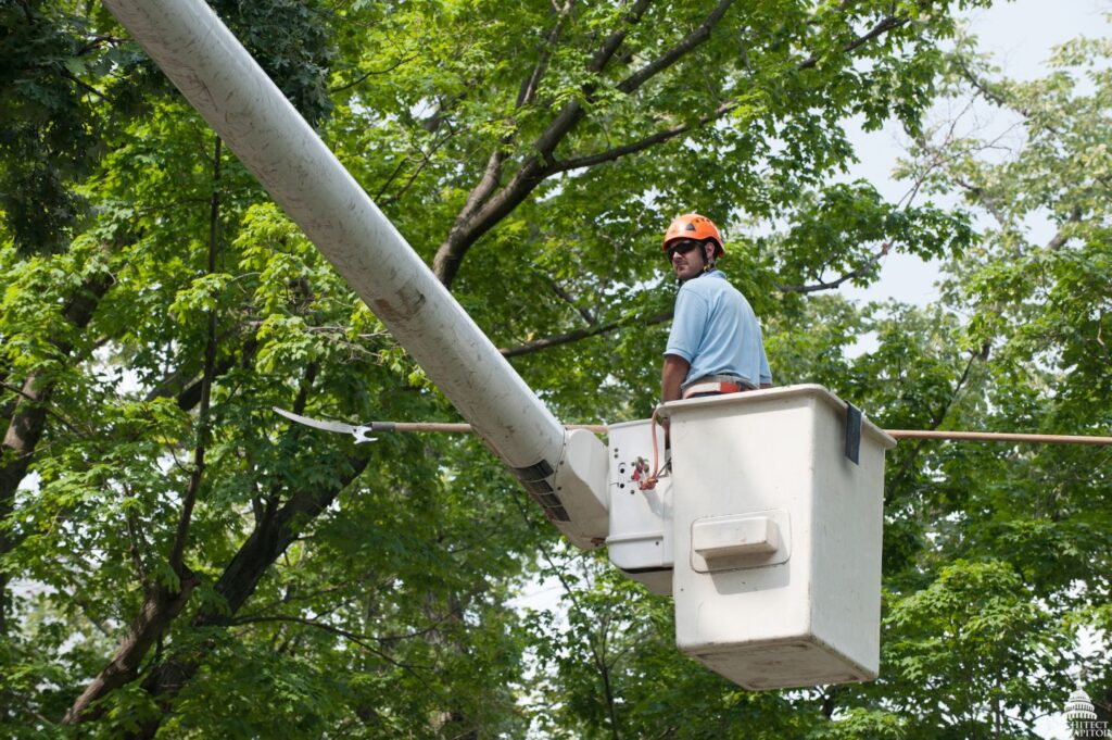 Palazzani North America Spider Lifts Aerial Platform for Sales Tree Trimming