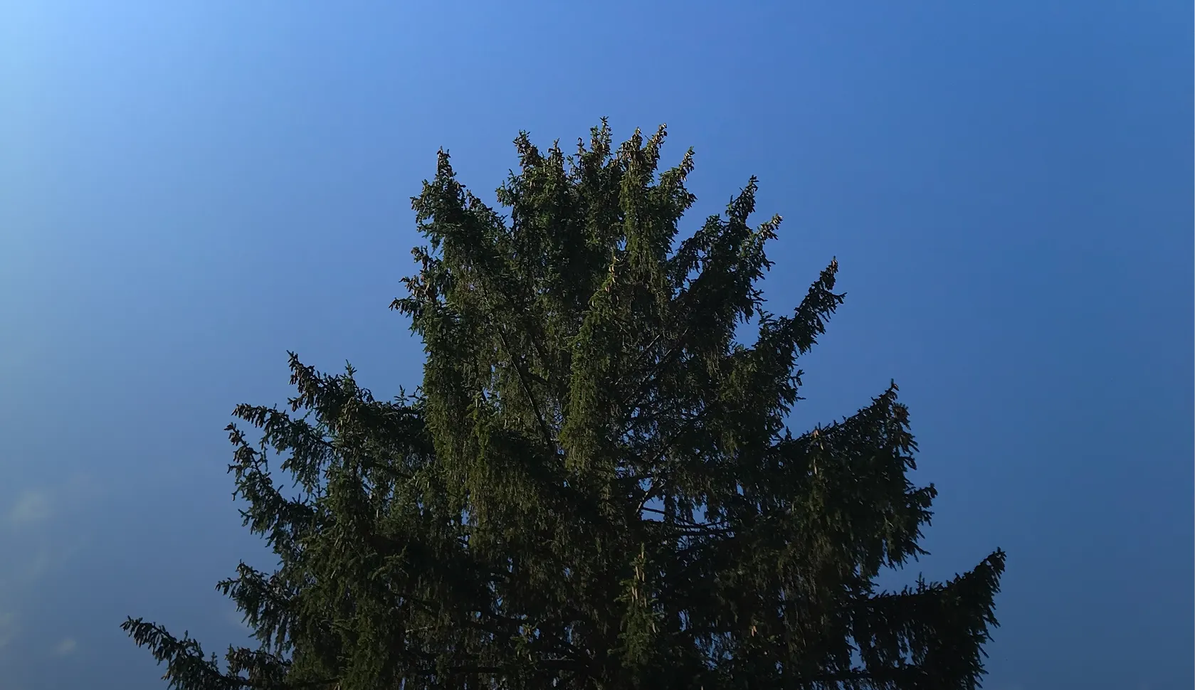 Palazzani North America Spider Lifts Aerial Platform for Sales ideal for tree and arboriculture works